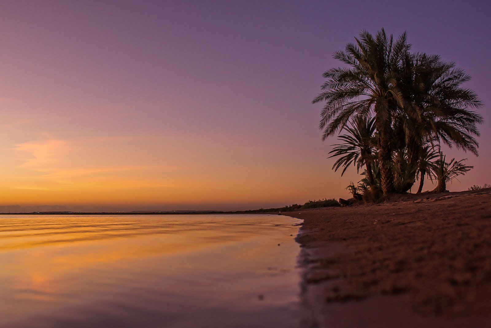 A palm tree on a quiet Red Sea beach at sunset in NEOM