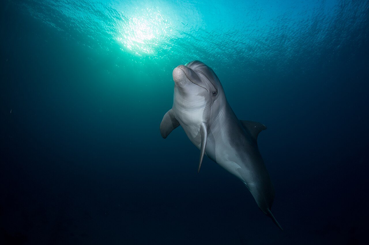 A bottlenose dolphin gliding through sunlit blue water at the Dolphin Reef in Eilat.
