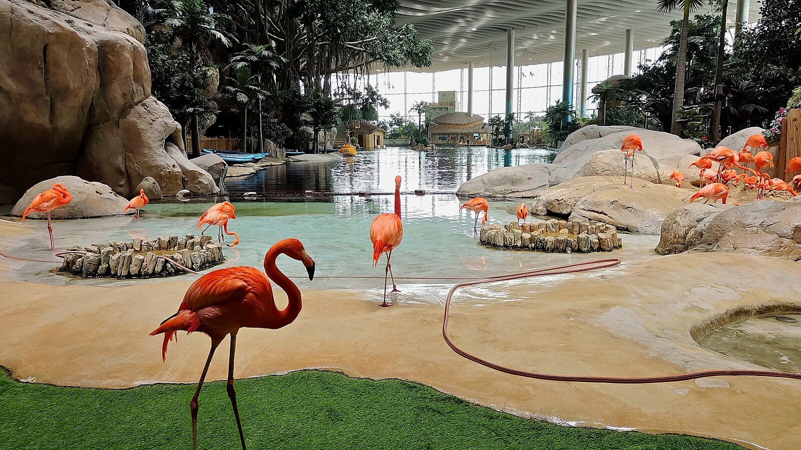 Pink flamingos wading in a sunlit lagoon beneath the glass roof of SeaWorld Yas Island, Abu Dhabi