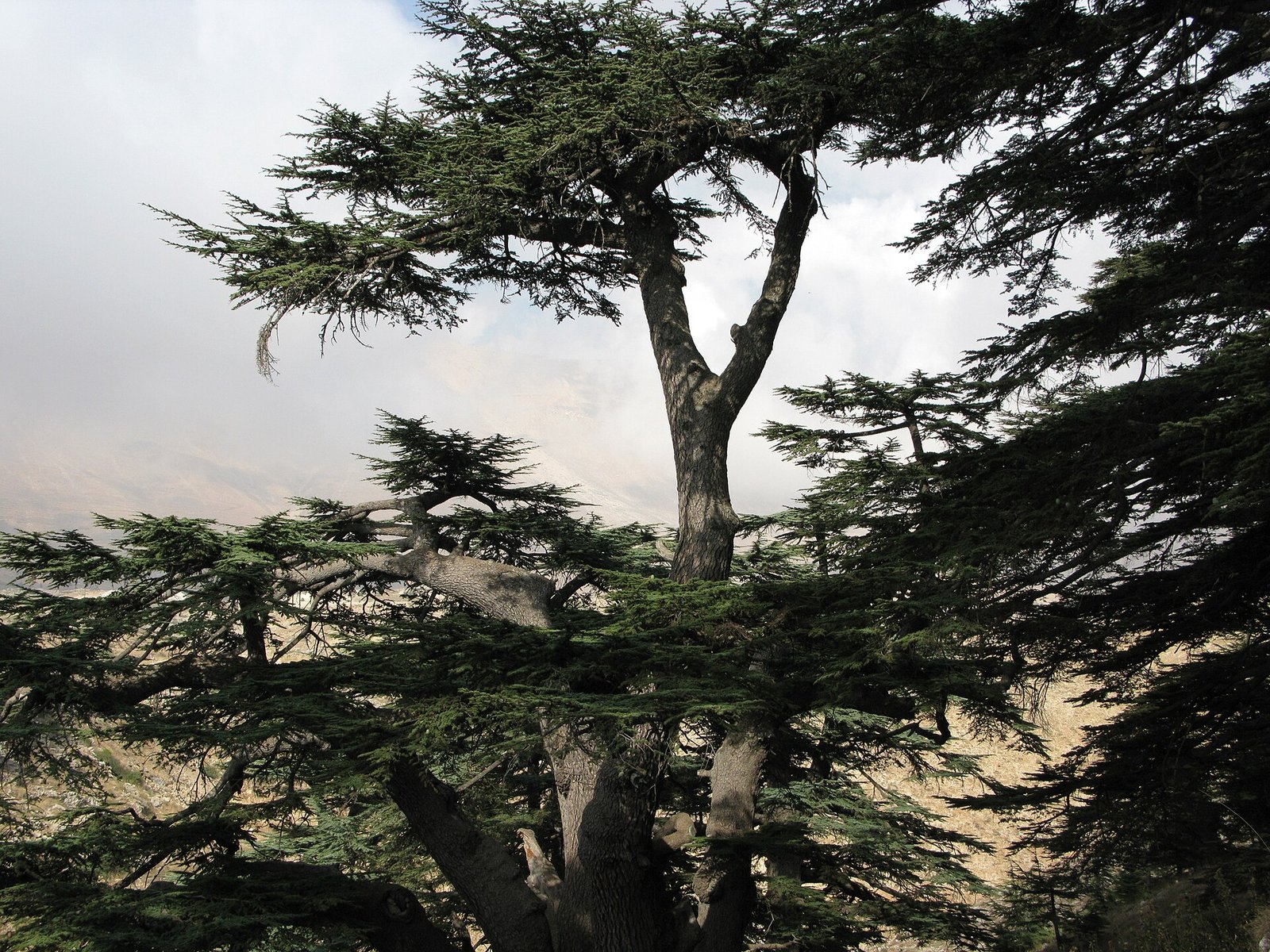 The spreading boughs of an ancient cedar in the Cedars of God grove, high in the mountains of Lebanon.