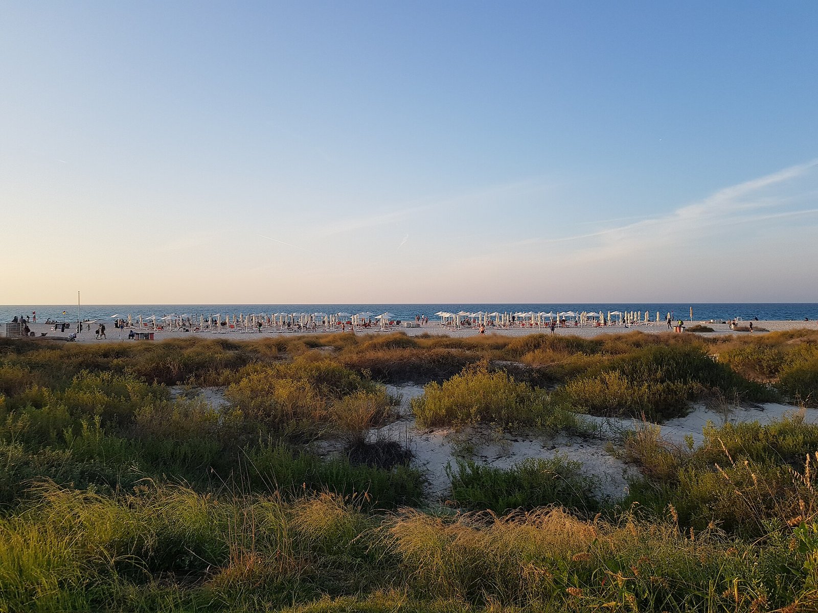 Beach grasses on the dunes above the white sands of Saadiyat Beach, Abu Dhabi, in soft evening light.