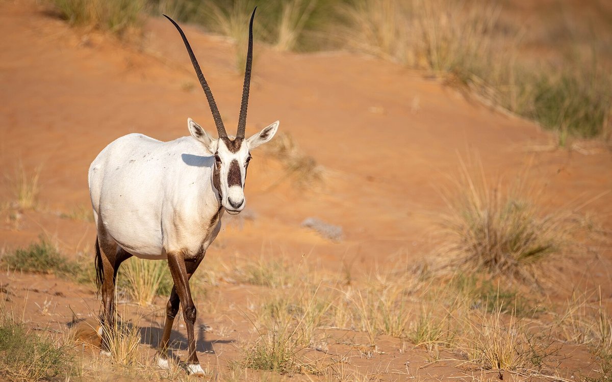 An Arabian oryx, the animal Al Maha is named for, crossing the red dunes of the Dubai Desert Conservation Reserve that surrounds the resort