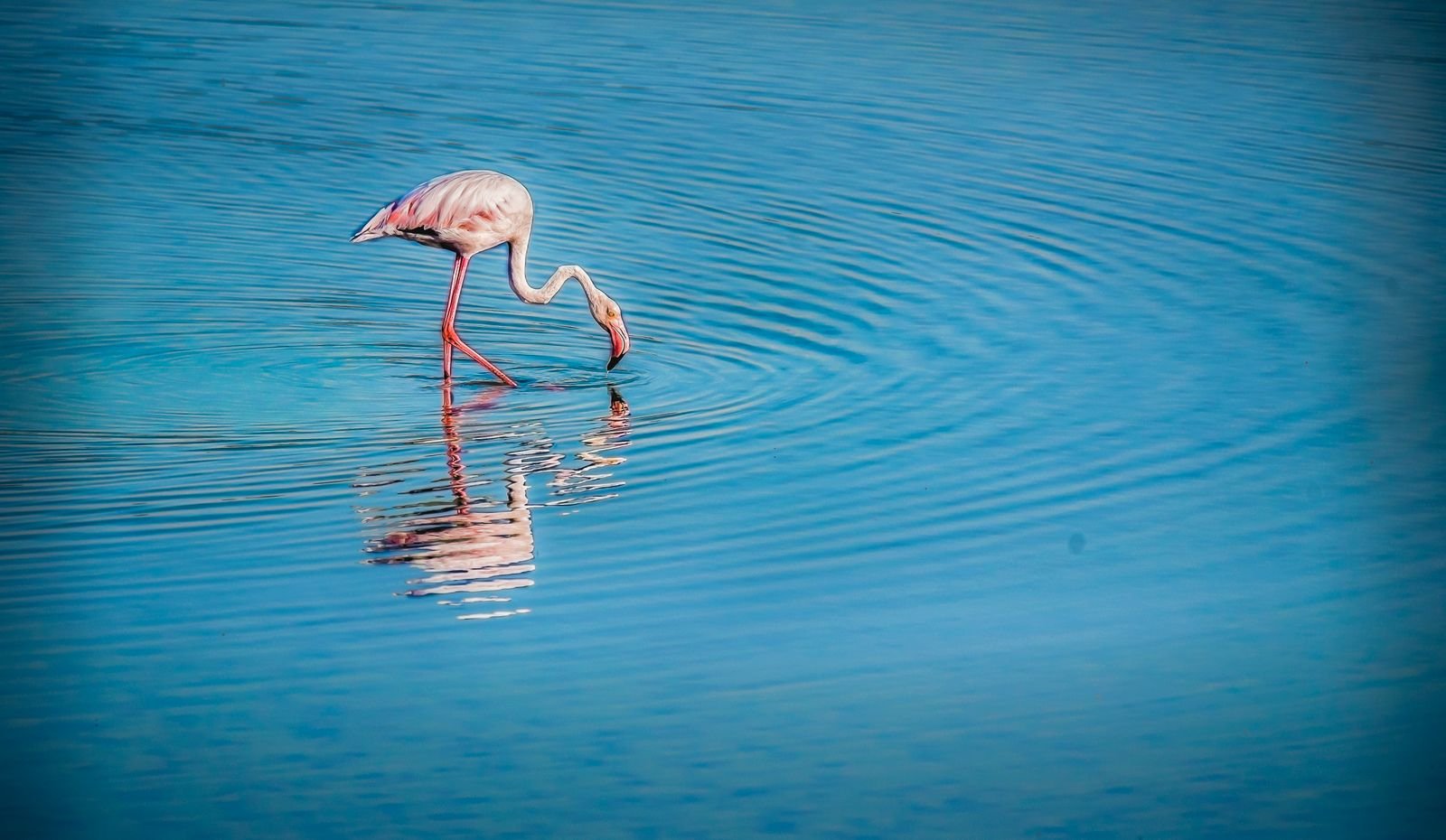 A pink flamingo wading in the blue waters of Ajman