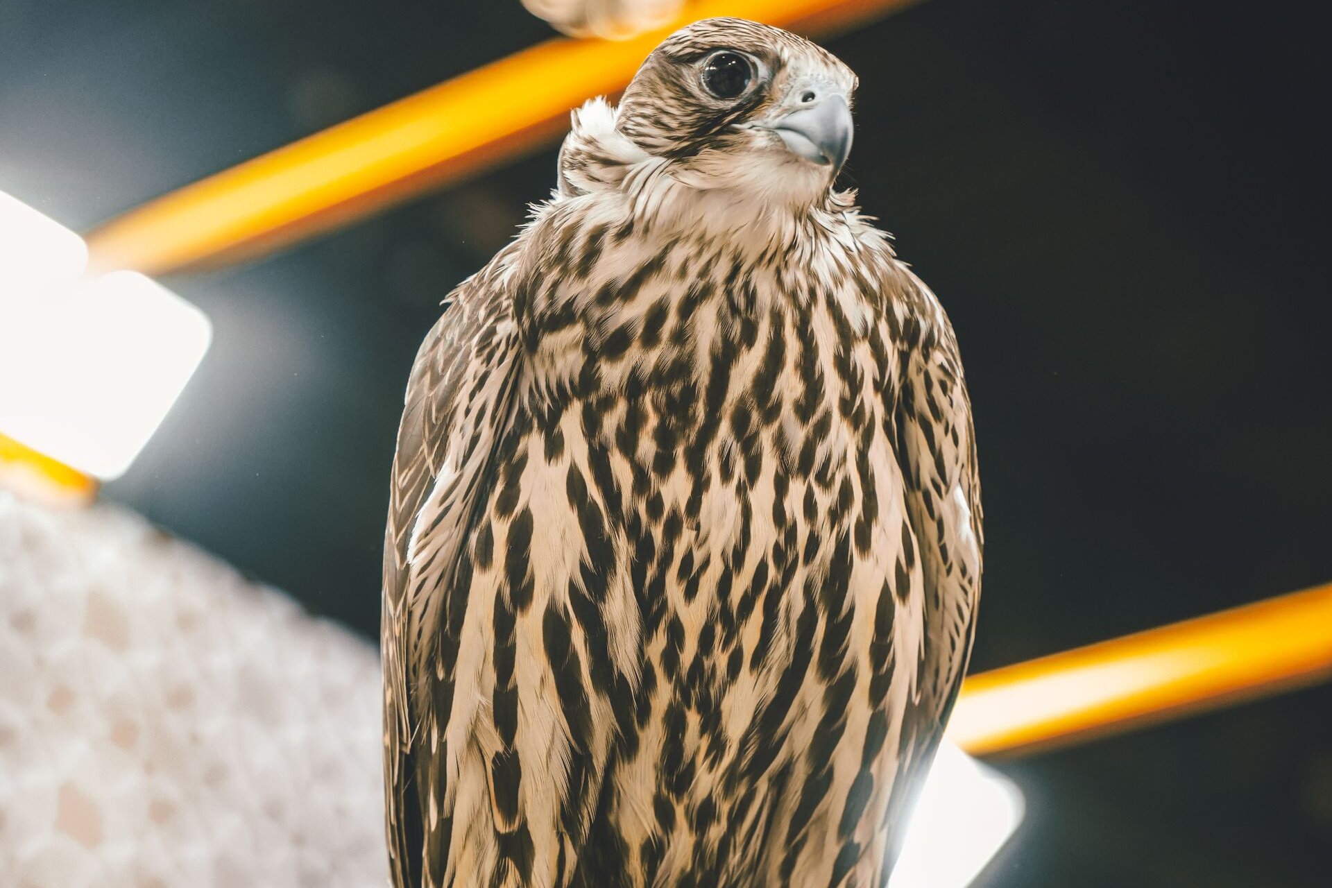 A falcon on its falconer's glove