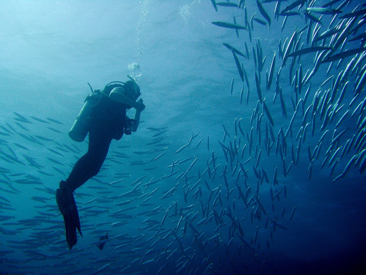 A scuba diver drifting beside a shimmering school of barracuda at The Islands reef, Dahab.