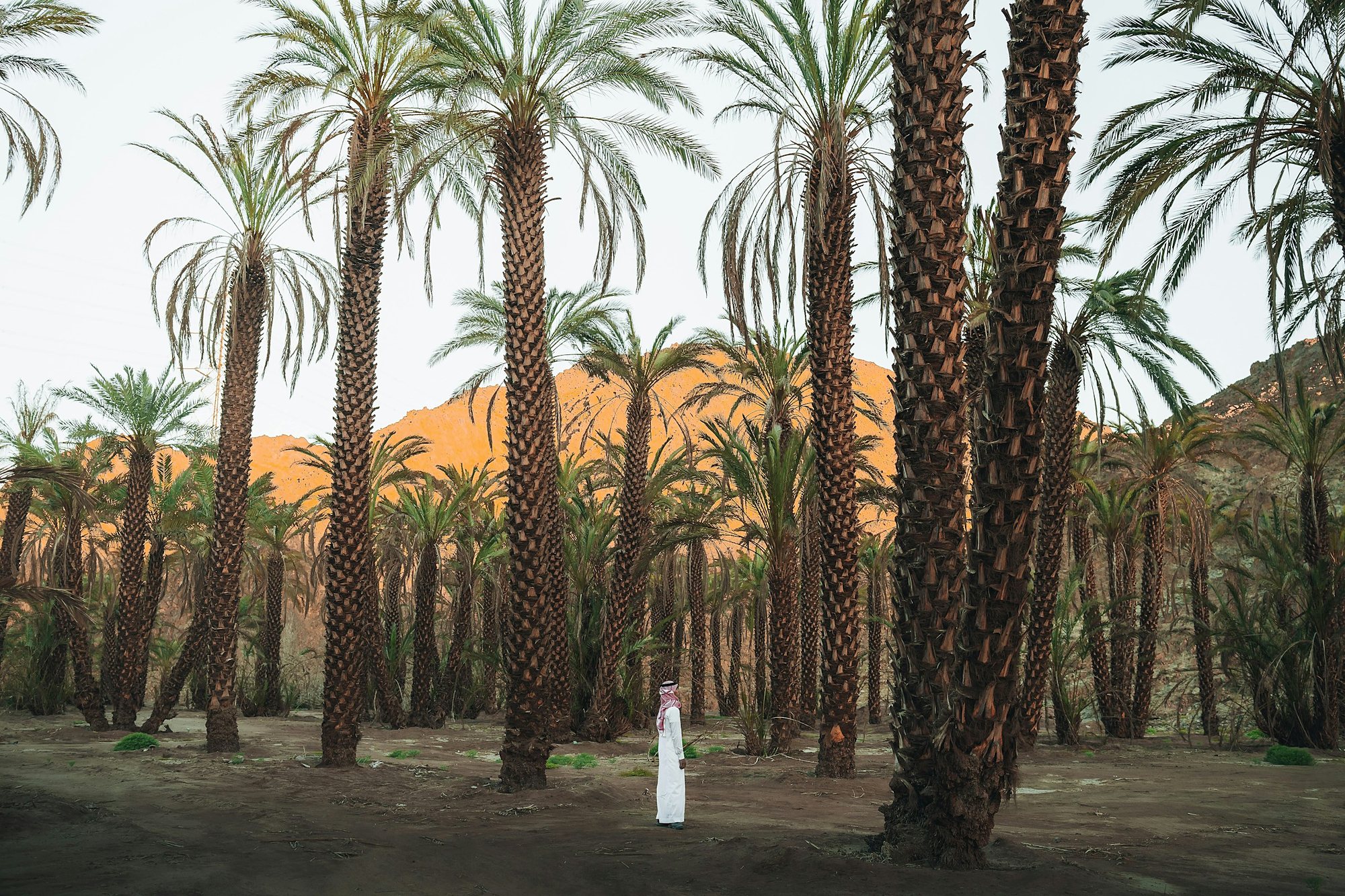 Tall date palms in a Saudi oasis grove