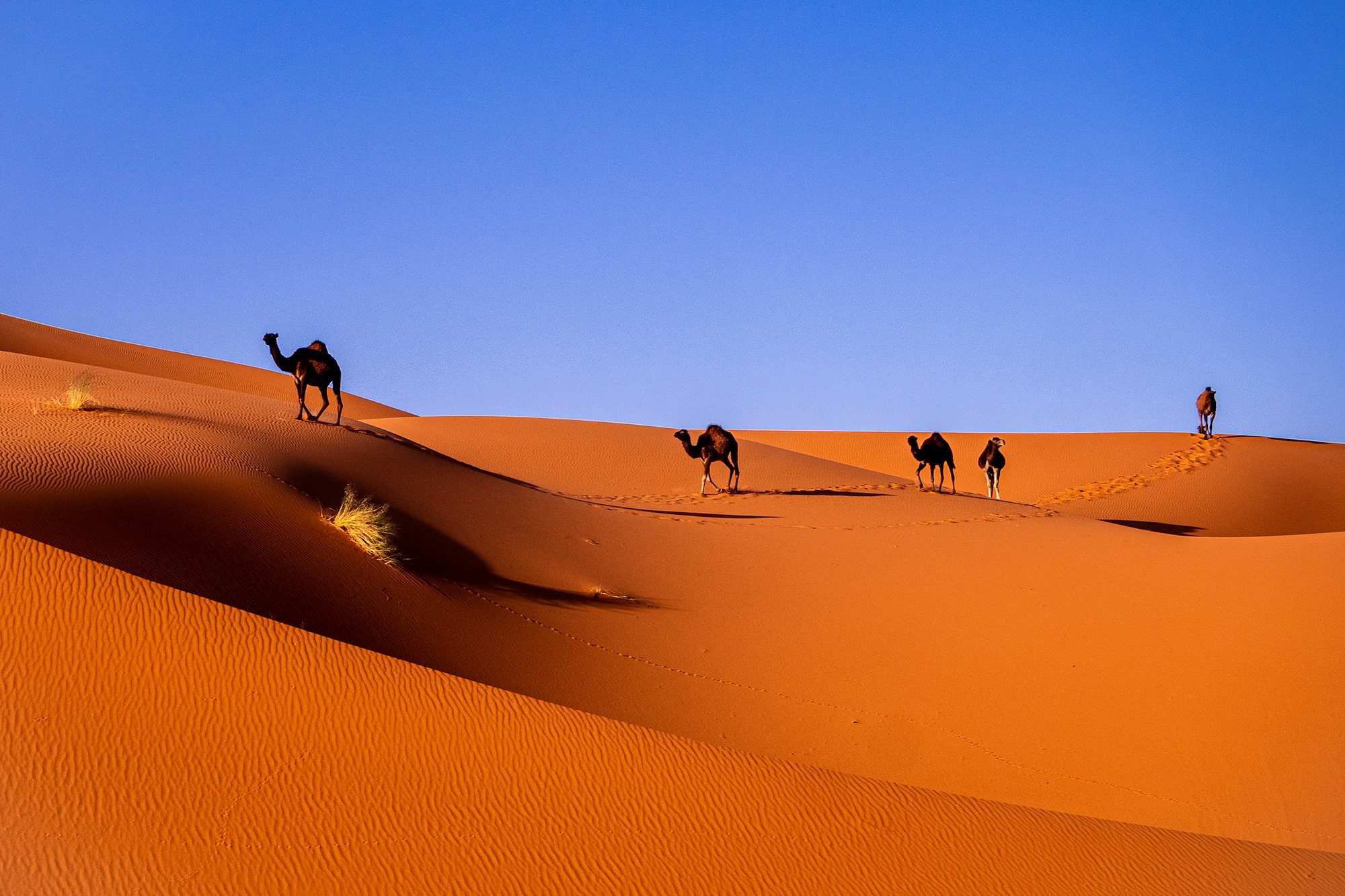 Camels crossing the Sahara dunes in Morocco