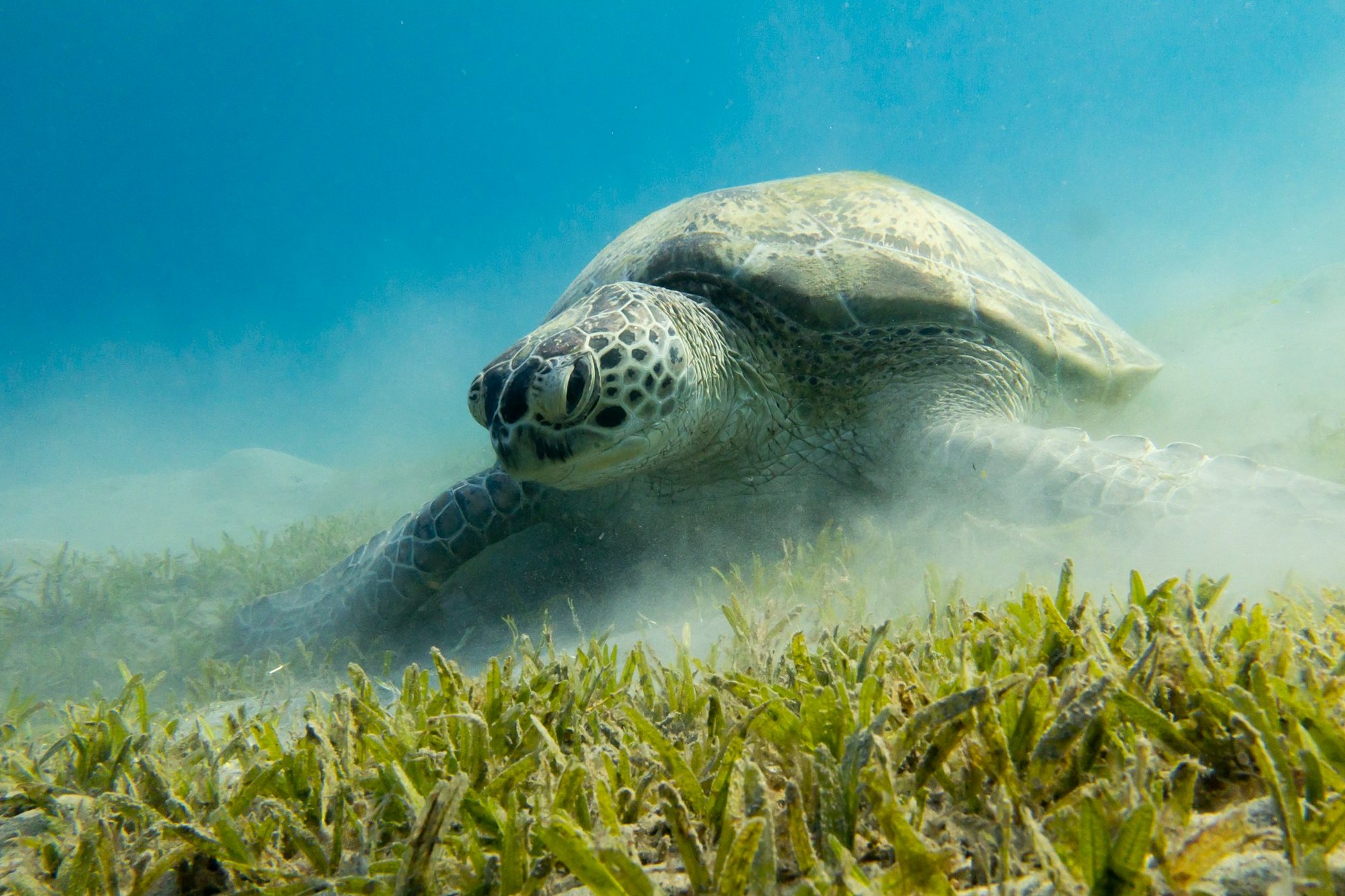 A green sea turtle grazing on seagrass off Marsa Alam