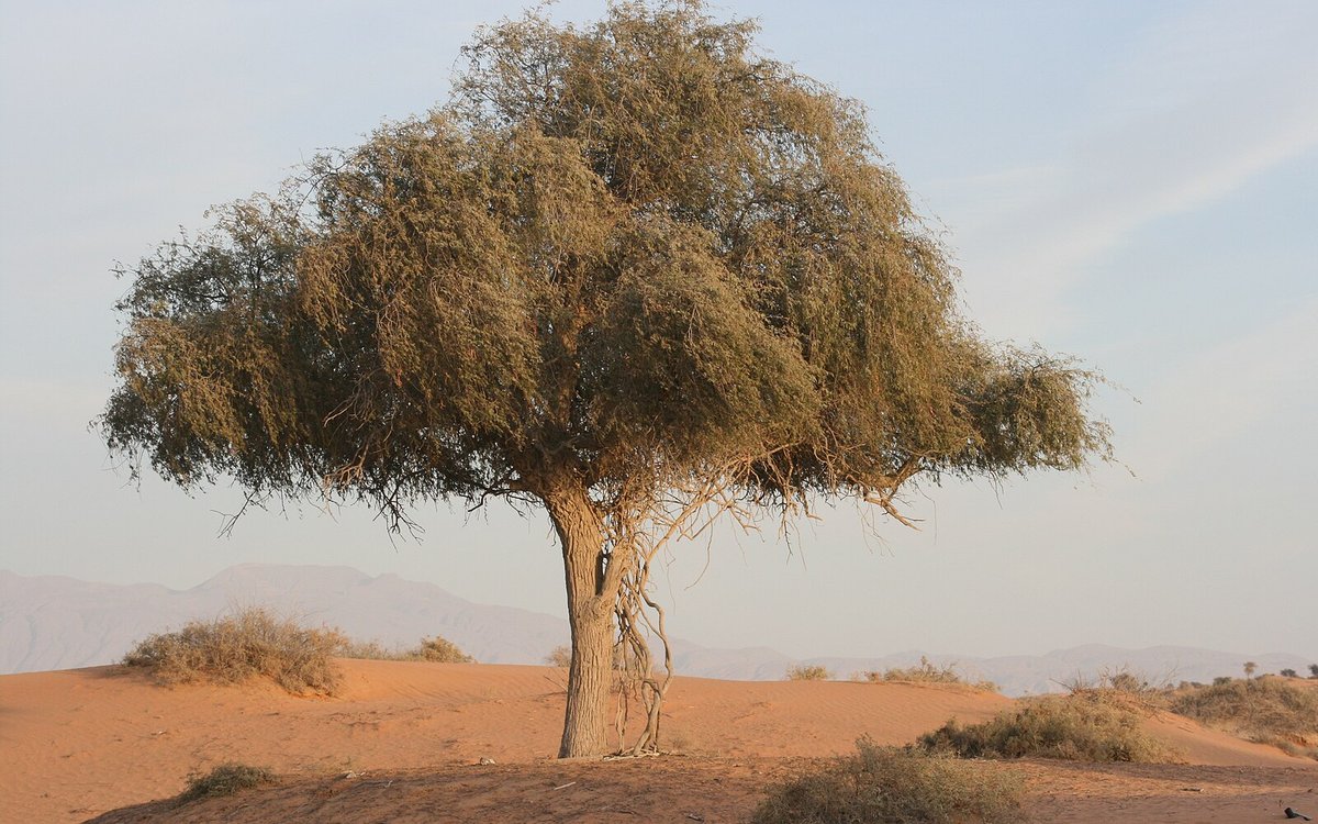 A lone ghaf tree on the red dunes of the Ras Al Khaimah desert, the protected ghaf-and-dune landscape of the Al Wadi reserve where the resort sits