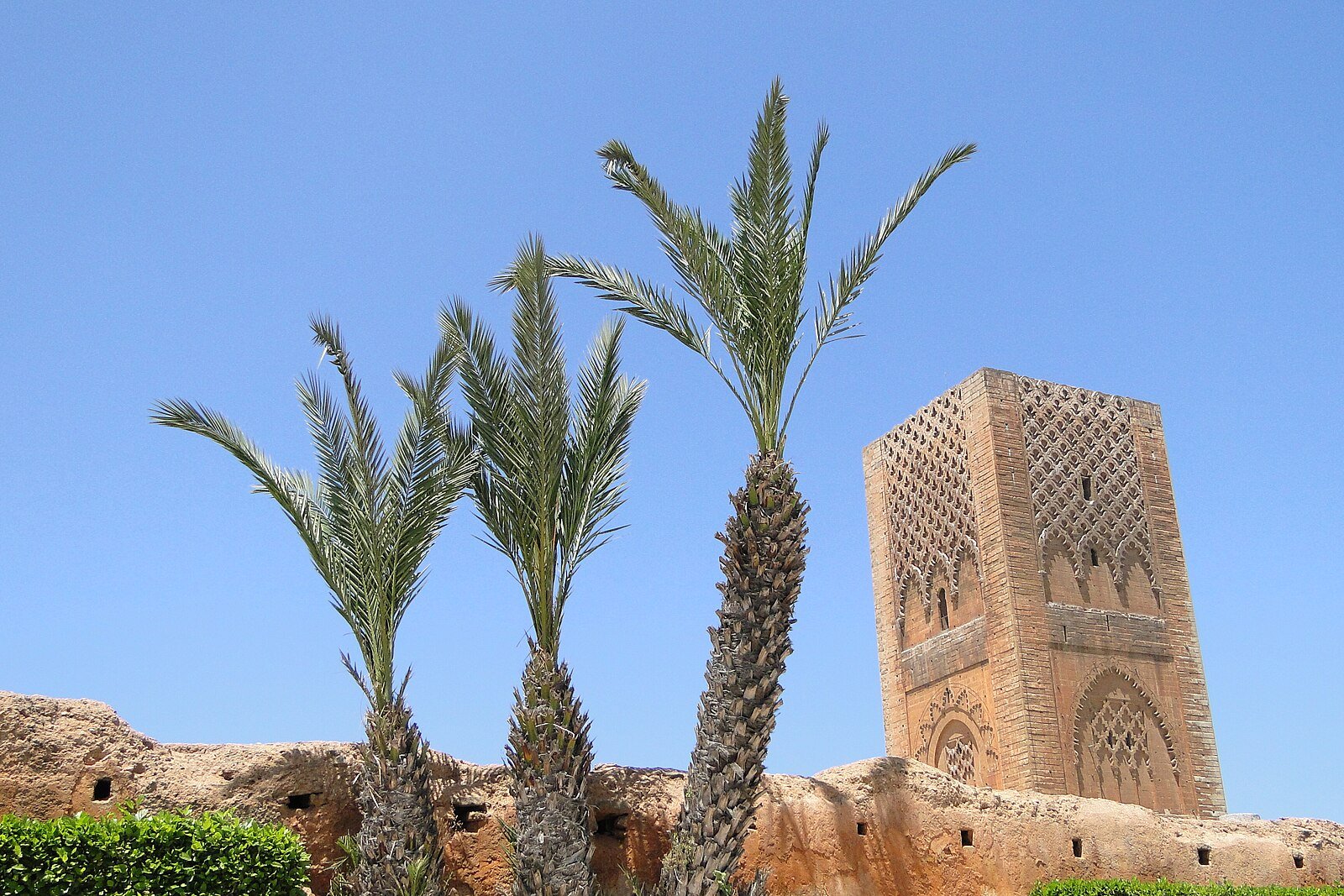 Date palms rising beside the twelfth-century Hassan Tower under a clear blue sky, Rabat.