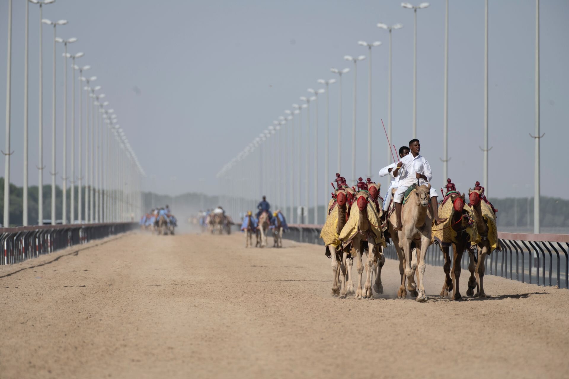 Racing camels in their colours on the track, UAE