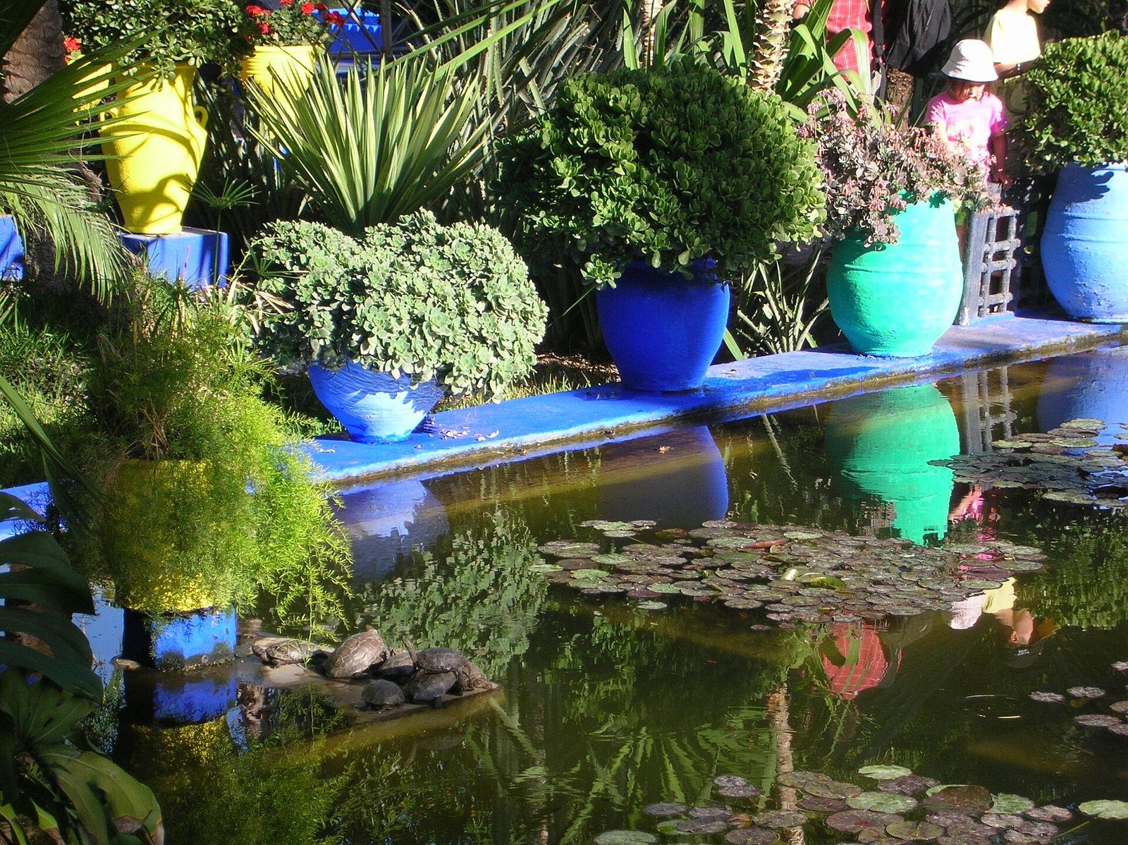 Macetas cobalto y turquesa bordean un estanque de nenúfares entre una vegetación exuberante en el Jardin Majorelle, Marrakech.