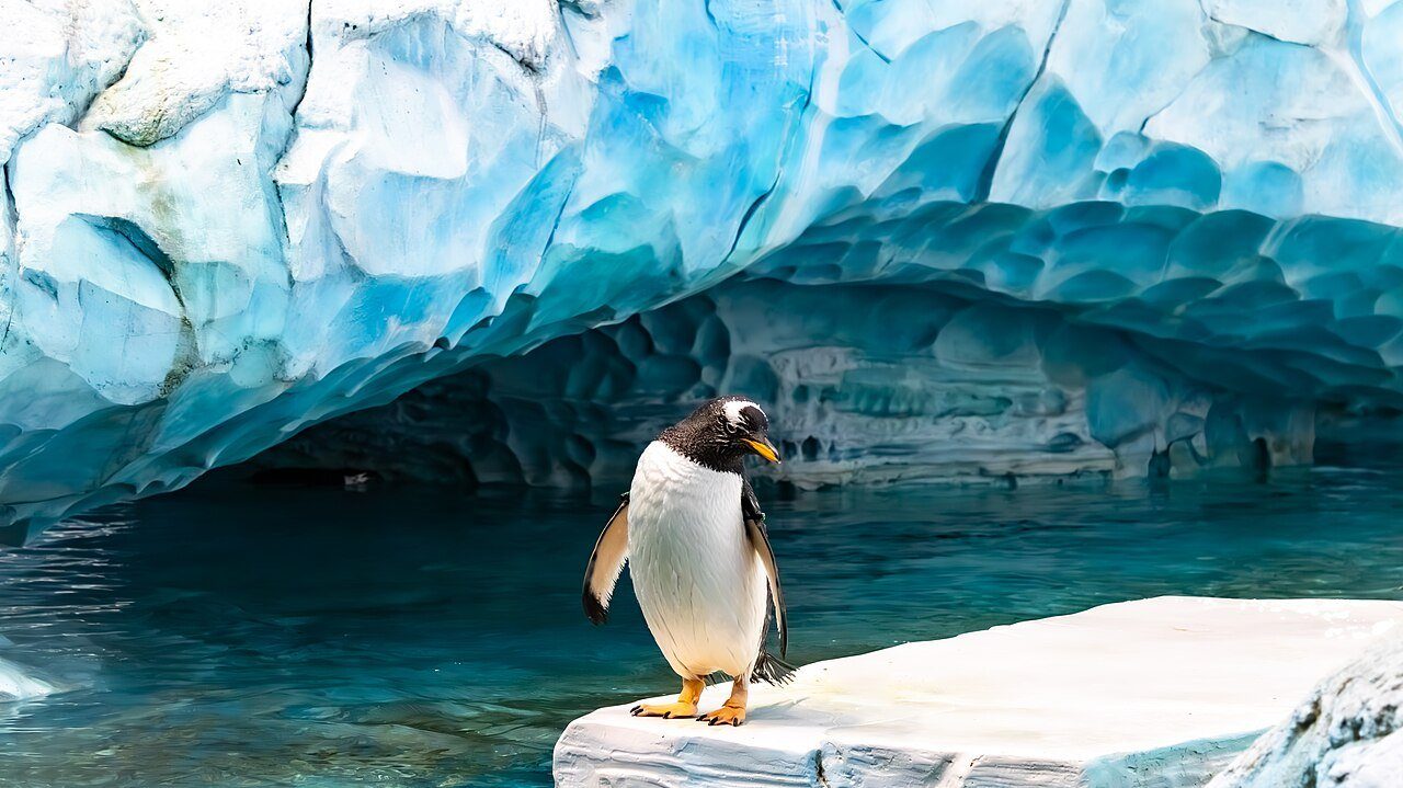 Un pingüino papúa sobre una cornisa helada en el reino antártico de SeaWorld Abu Dhabi, en Yas Island.