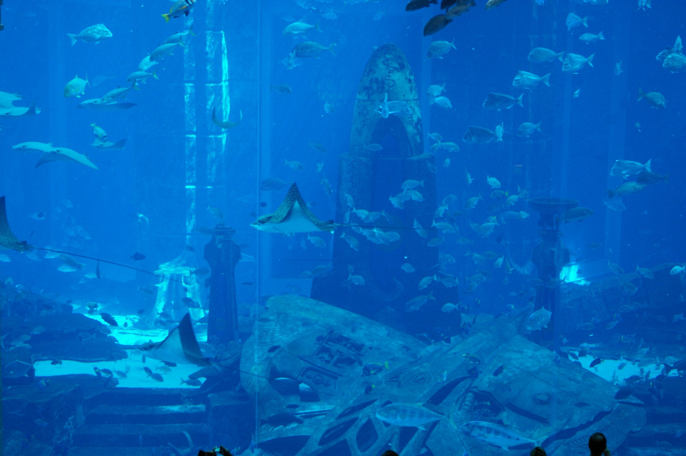 Rayas y peces se deslizan por el acuario de Atlantis The Palm