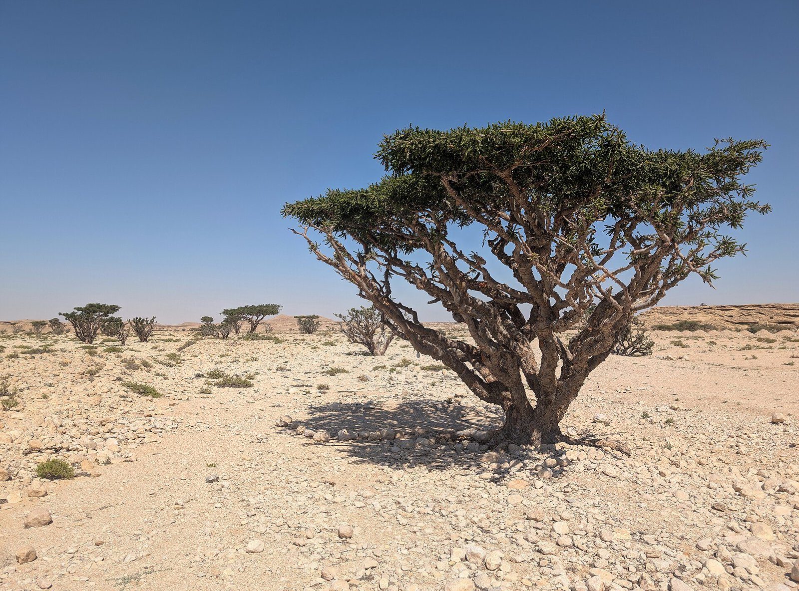 Un árbol del incienso, Boswellia sacra, en Wadi Dawkah, en Dhofar, Omán