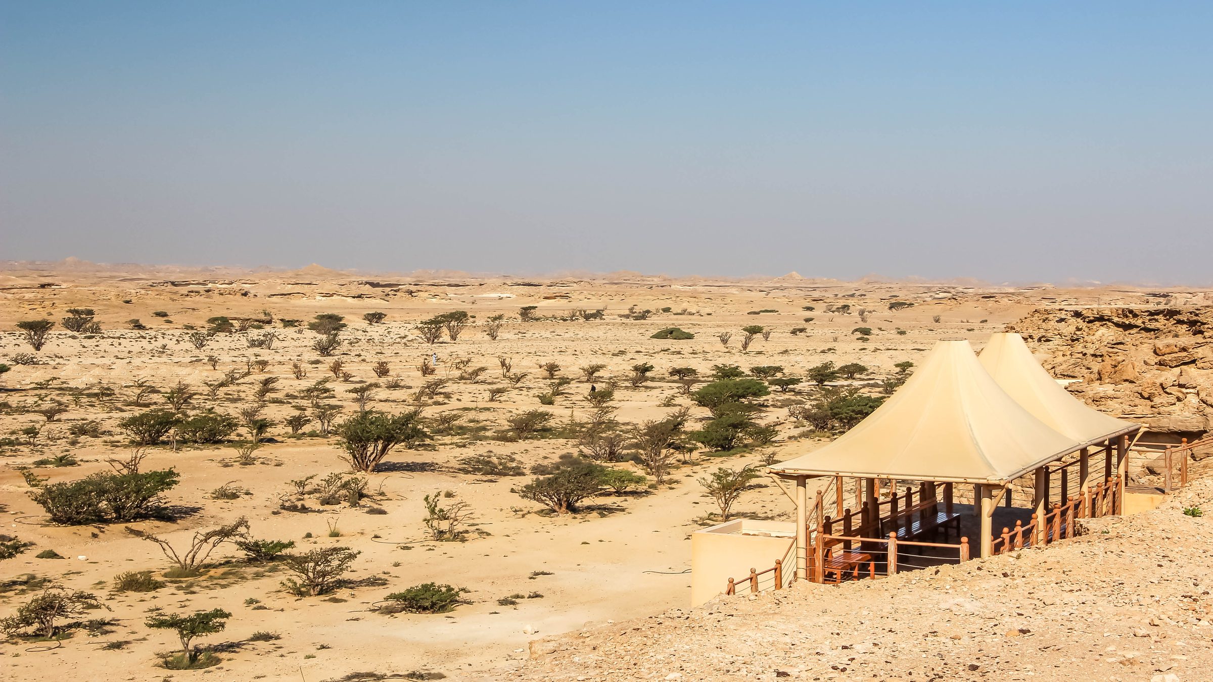 Árboles de incienso en Wadi Dawkah, Omán