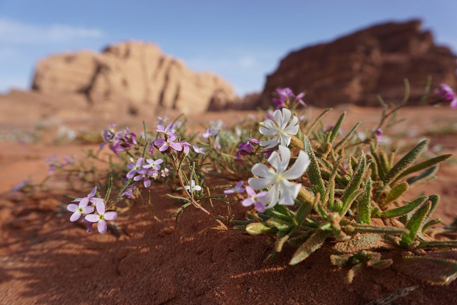 Flores silvestres sobre la arena roja tras las lluvias de primavera, bajo las montañas de arenisca de Wadi Rum, Jordania.