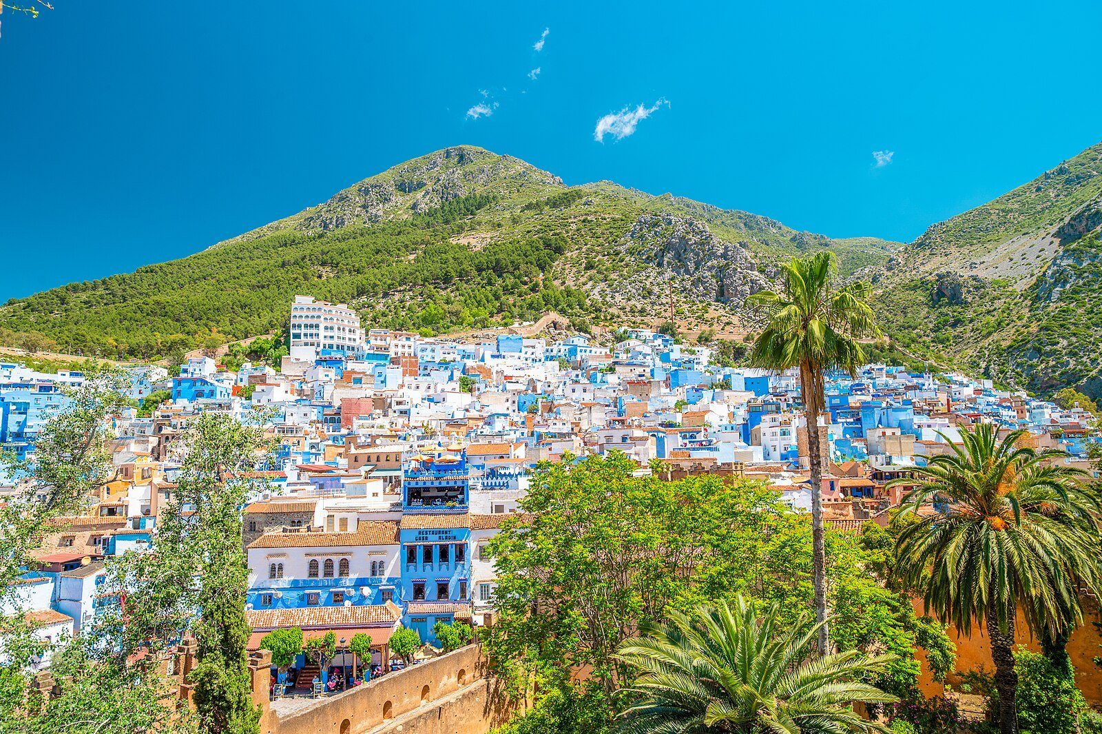 La medina azul de Chefchaouen bajo las verdes montañas del Rif, enmarcada por palmeras, vista desde la torre de la kasba.