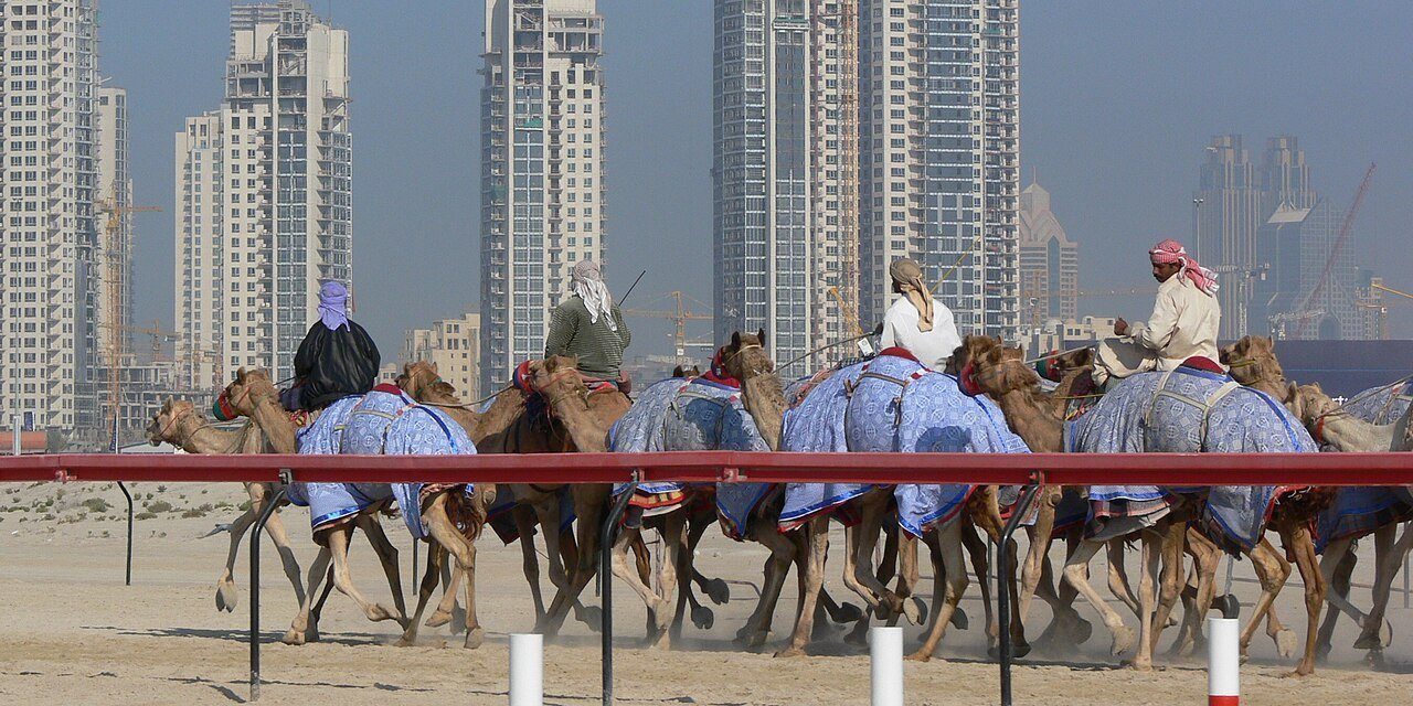 Camellos de carreras con sus mantas de colores galopando con estruendo por la pista, con las torres de Dubai Marina al fondo.