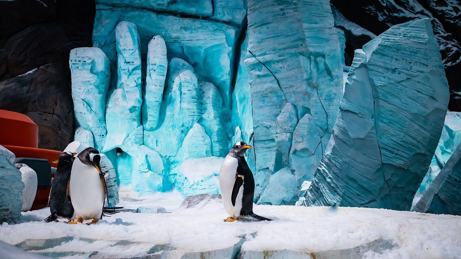 Pingüinos sobre la nieve bajo esculturas de hielo iluminadas en el reino antártico de SeaWorld Yas Island, Abu Dabi