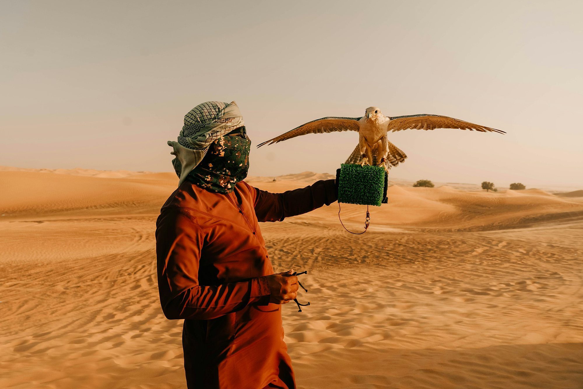 Un halcón desplegando las alas sobre el guante de su cetrero en el desierto