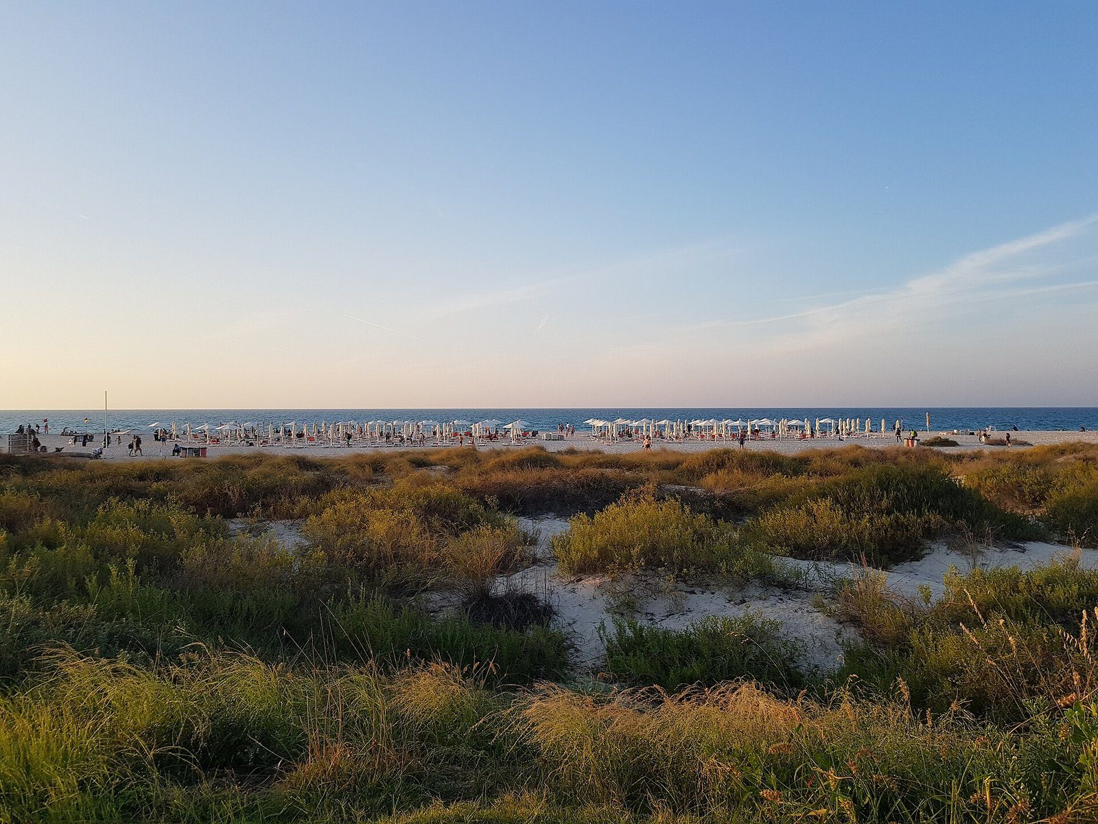 Hierbas de playa en las dunas que dominan las arenas blancas de Saadiyat Beach, Abu Dabi, bajo la suave luz del atardecer.