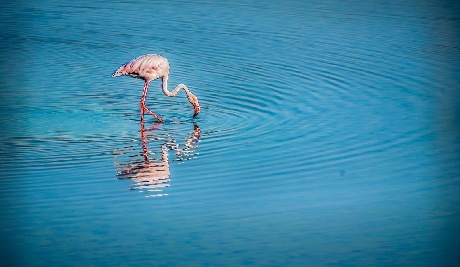 Un flamenco rosa vadeando las aguas azules de Ajmán