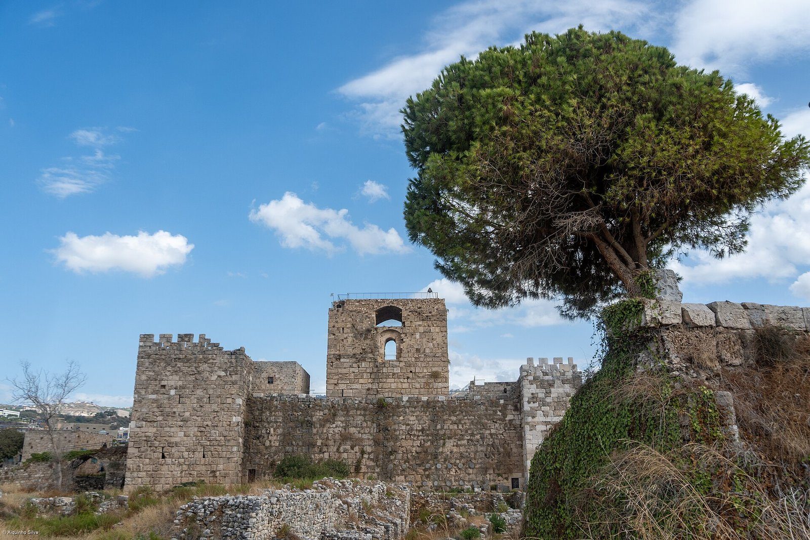 El castillo de los cruzados de Biblos junto a un frondoso pino piñonero bajo un cielo azul, Líbano.