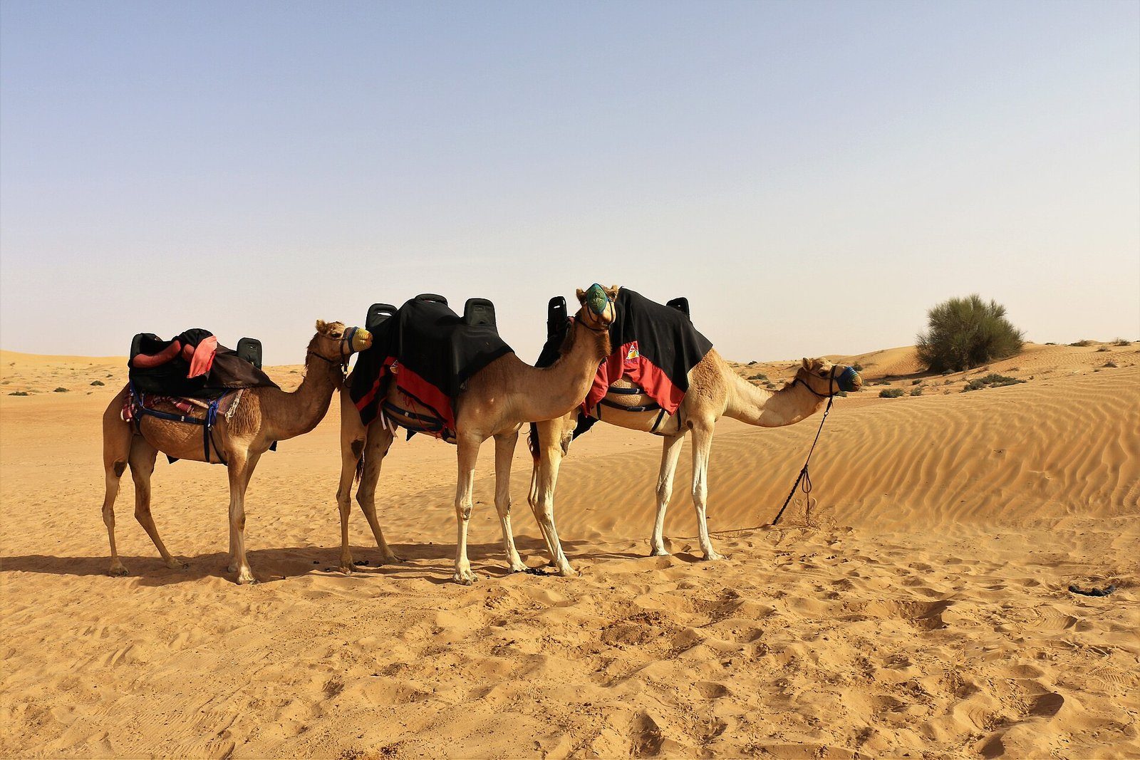 Camellos ensillados descansando sobre ondulantes dunas doradas en el desierto a las afueras de Dubái