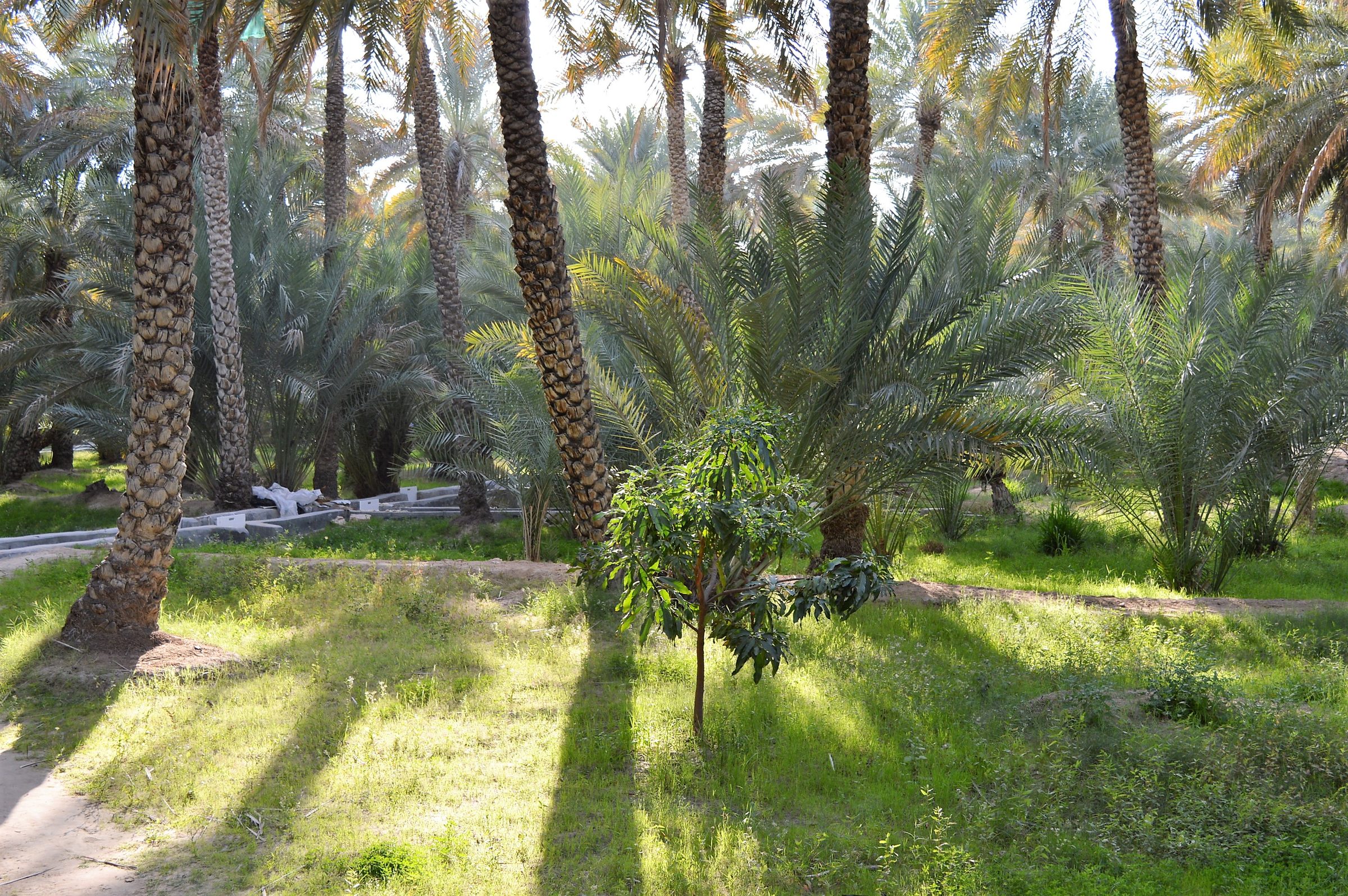 Palmeras datileras dan sombra al oasis de Al Ain, declarado Patrimonio Mundial por la UNESCO