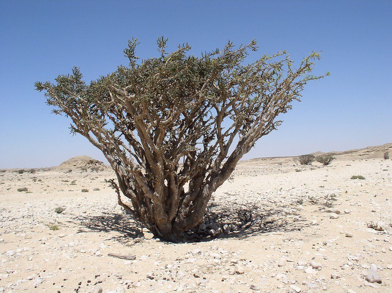 Un árbol del incienso, Boswellia sacra, que se alza sobre el pálido suelo pedregoso de Wadi Dawkah, en Dhofar, Omán.