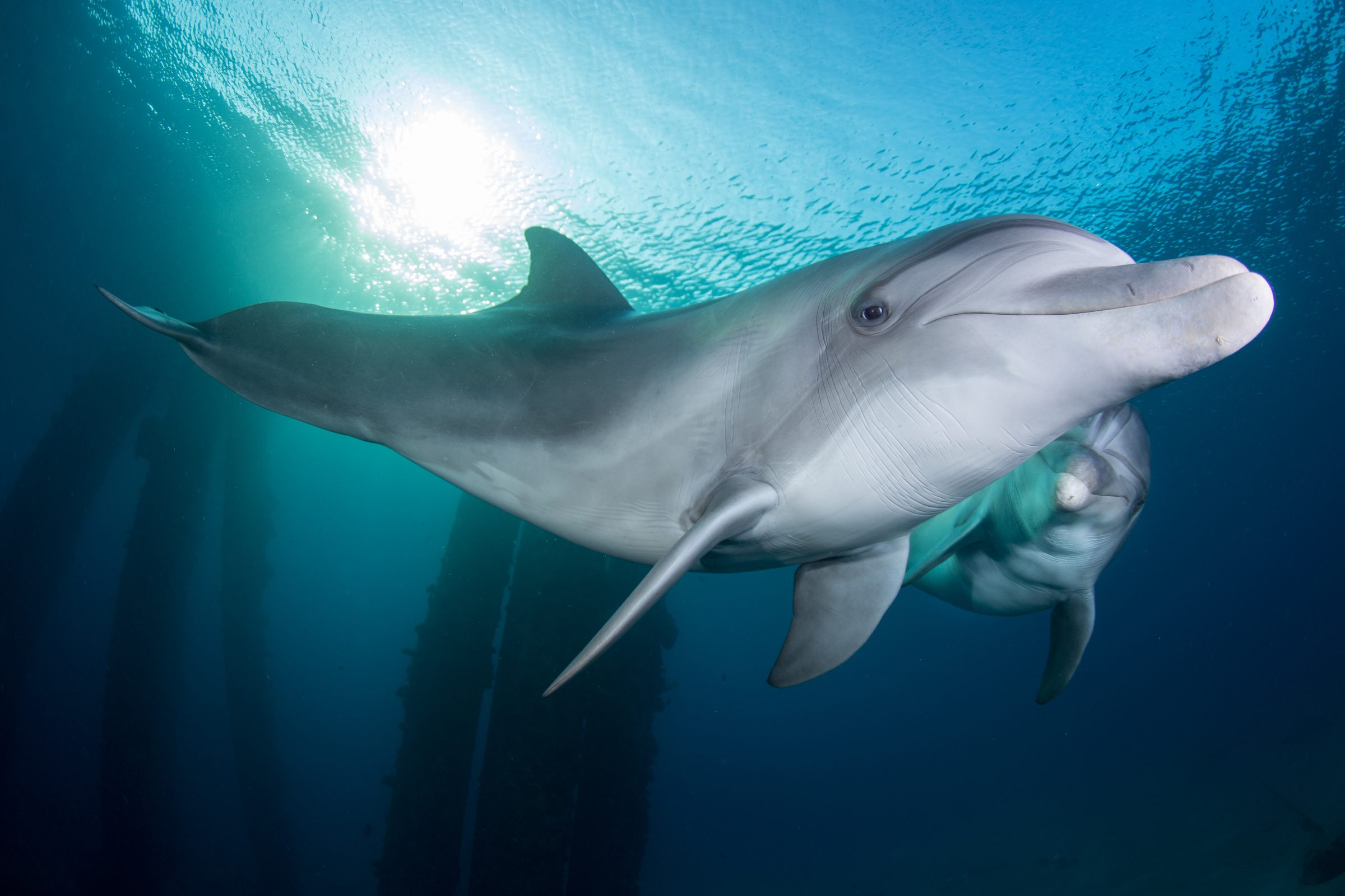 Delfines en las aguas cristalinas frente al arrecife meridional de Eilat