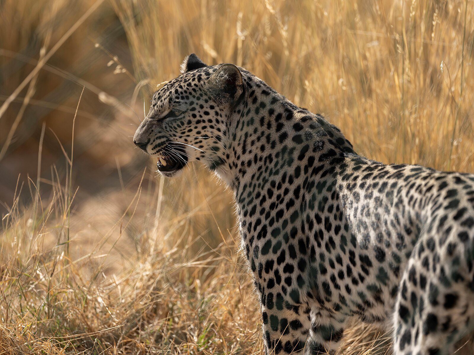 Un leopardo árabe sobre hierba dorada, Arabia Saudí.