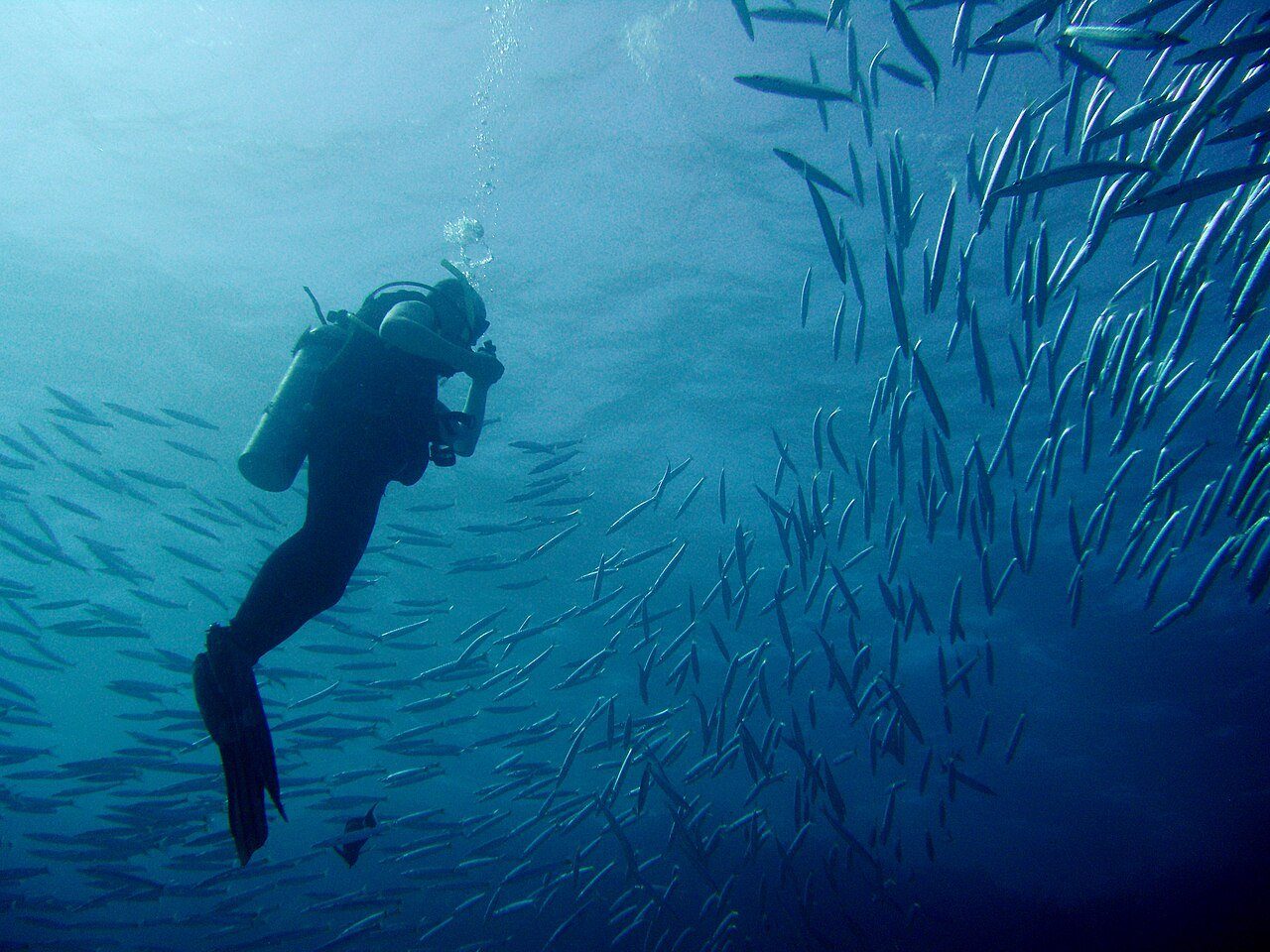Un buceador que se deja llevar por la corriente junto a un resplandeciente banco de barracudas en el arrecife The Islands, Dahab.