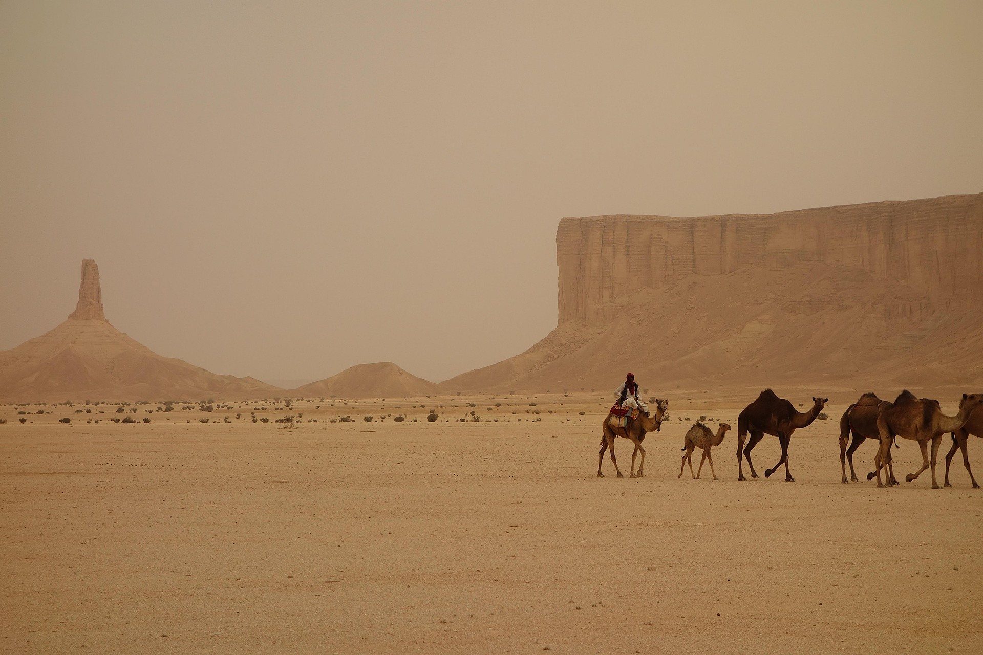 Una caravana de camellos cruzando el desierto al pie de acantilados de arenisca en el norte de Arabia Saudí