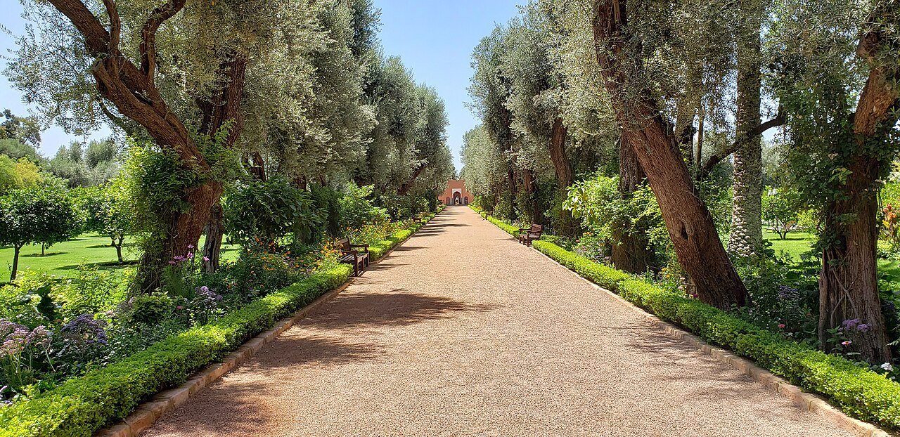 Un paseo ajardinado bordeado de olivos, con setos recortados y flores, en los terrenos de La Mamounia, Marrakech.