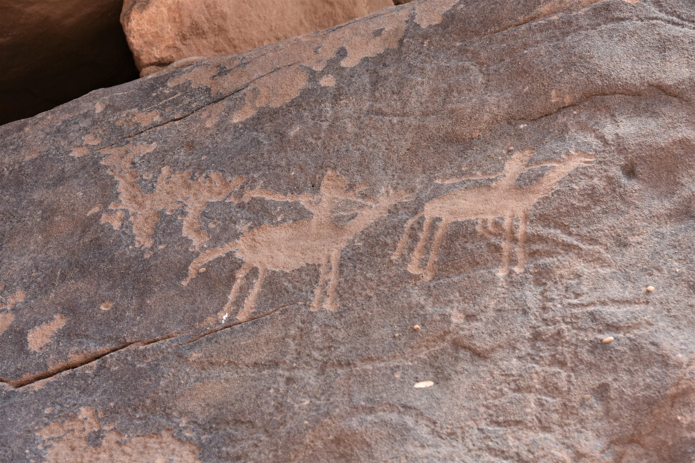 Antiguos petroglifos de camellos grabados en la roca de Jubbah, Hail