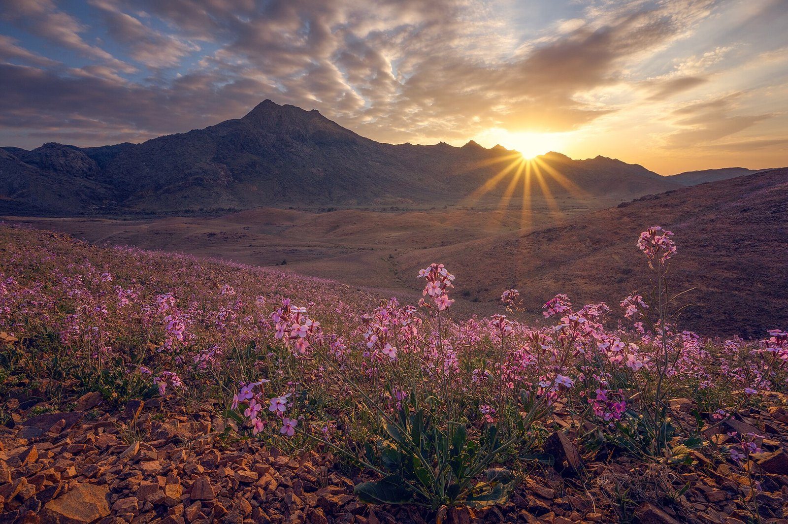 Las flores silvestres alfombran las estribaciones de los montes Aja, cerca de Hail, mientras el sol se pone tras las cumbres.