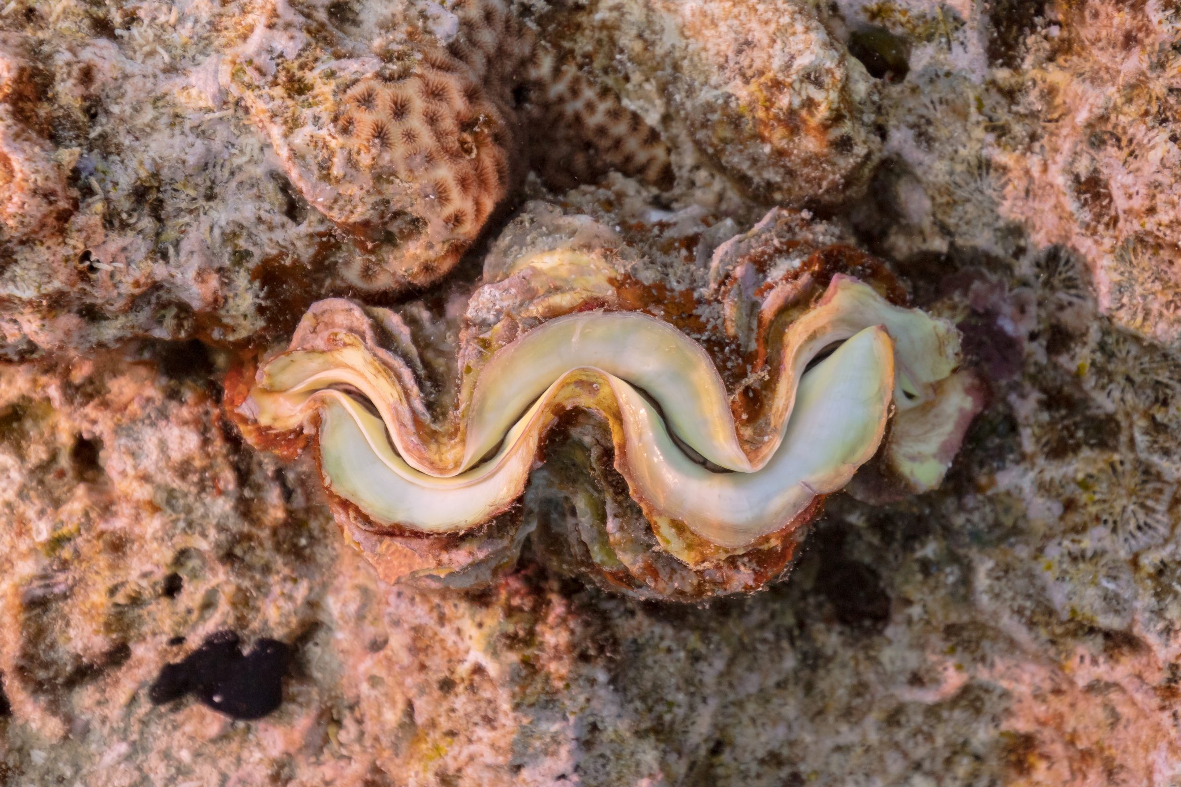 Una almeja gigante en el arrecife de coral de Sharm el-Sheikh
