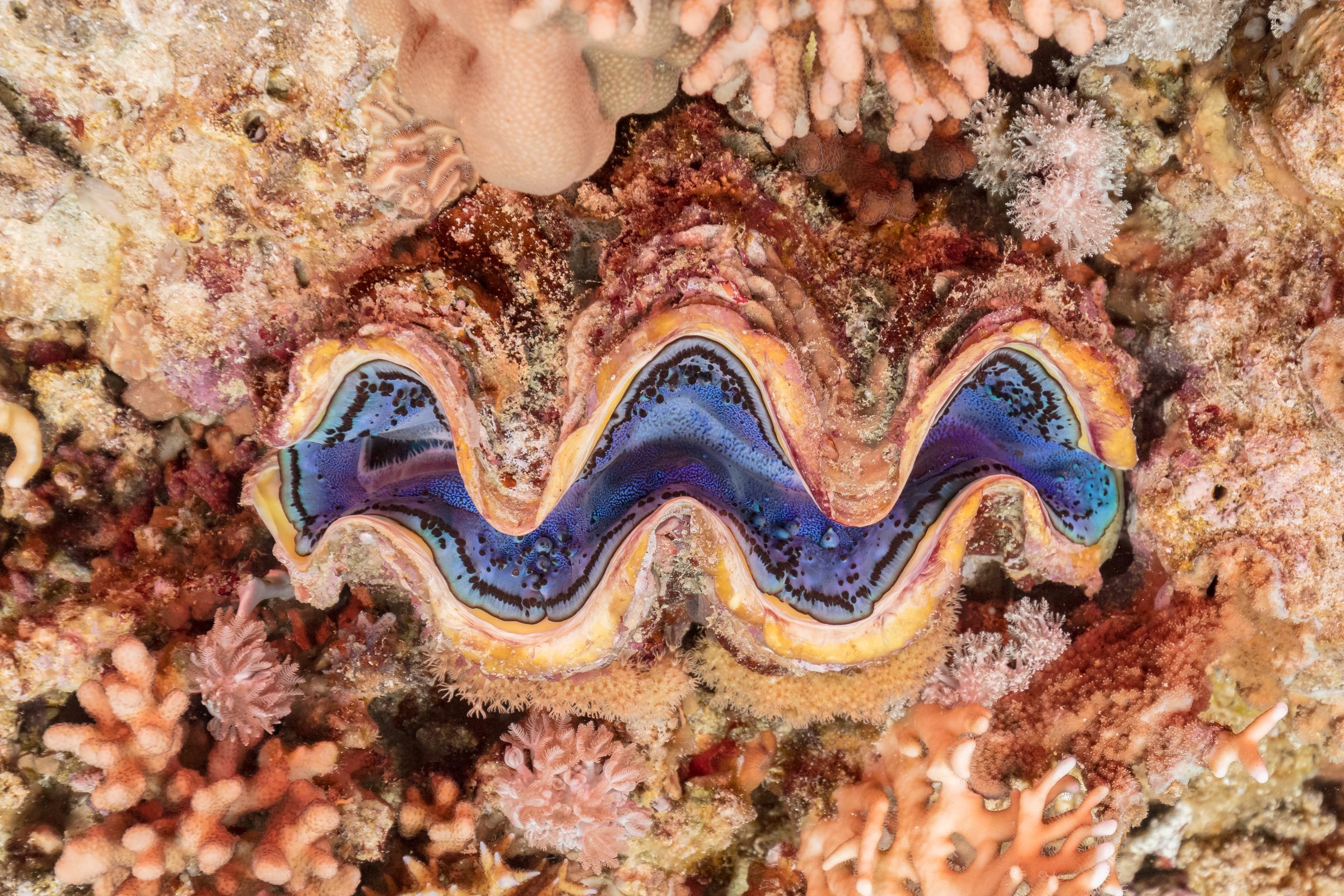 Una almeja gigante entre los arrecifes de coral de Sharm el-Sheikh, en el Mar Rojo