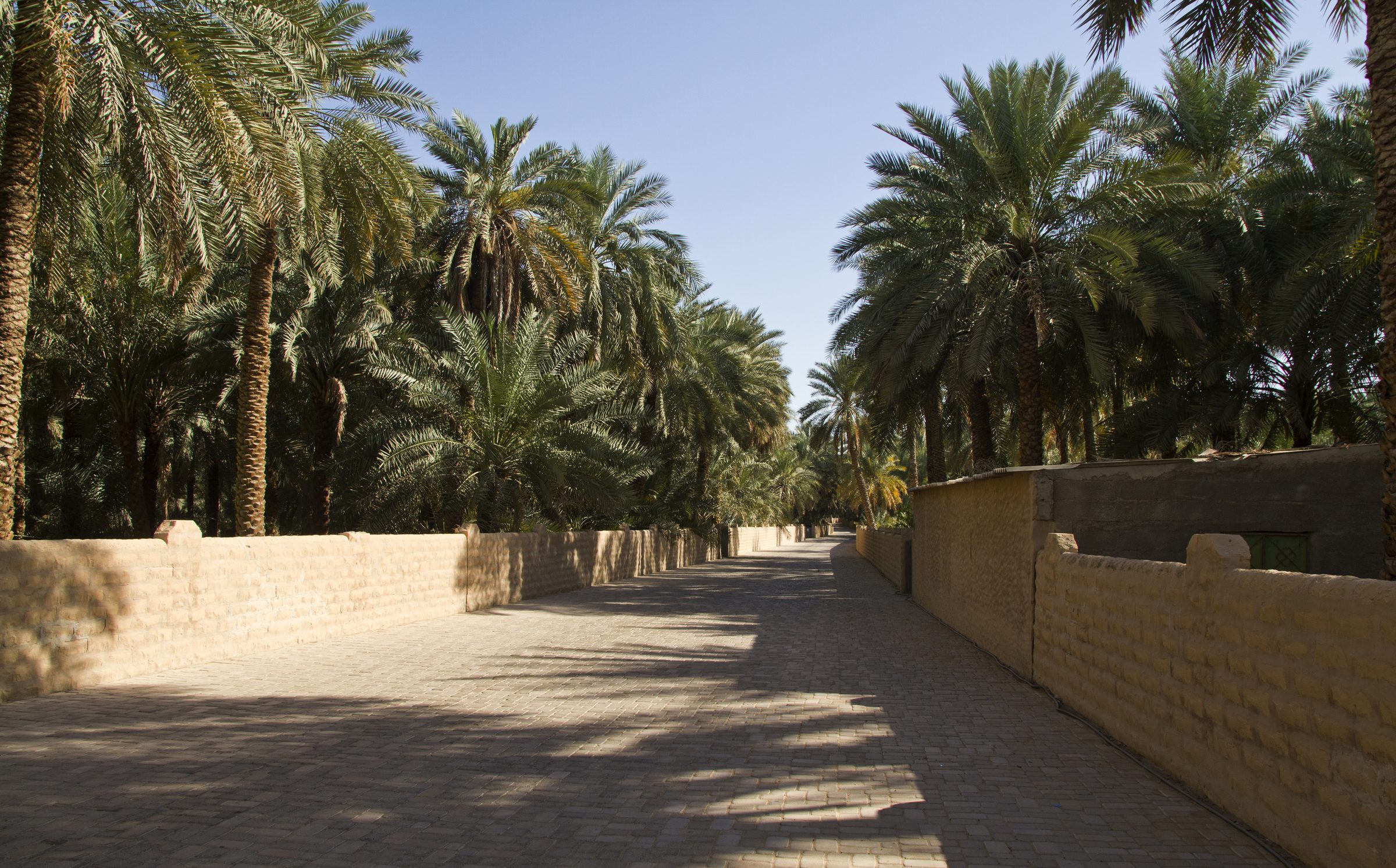 Un sendero flanqueado de palmeras en el oasis de Al Ain, Abu Dabi