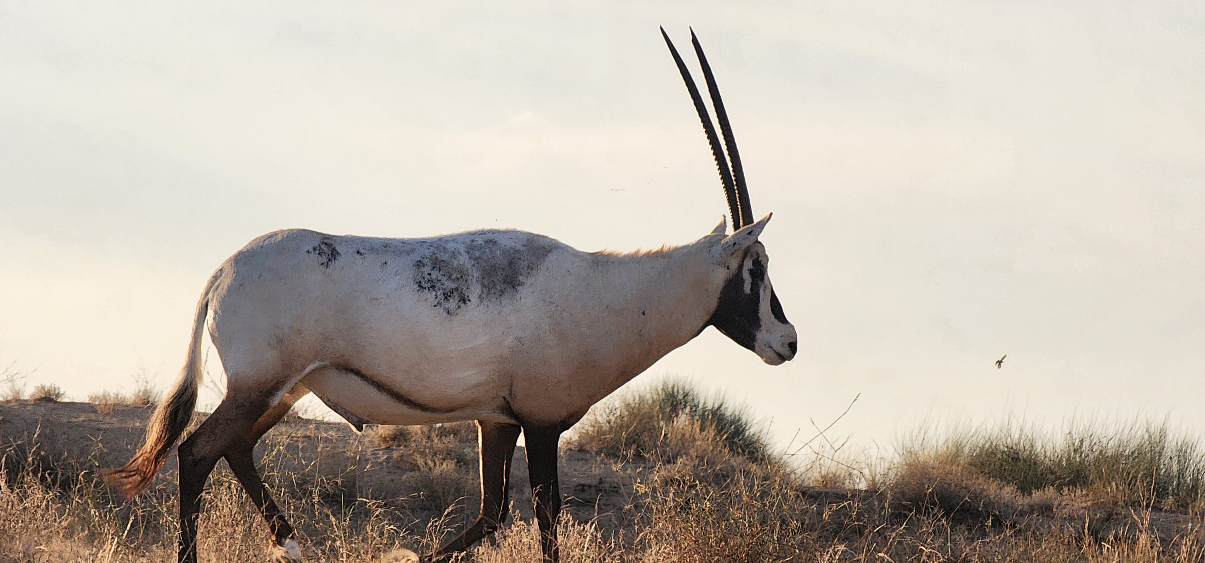 Un órix árabe, animal nacional de los Emiratos Árabes Unidos, en el desierto al anochecer
