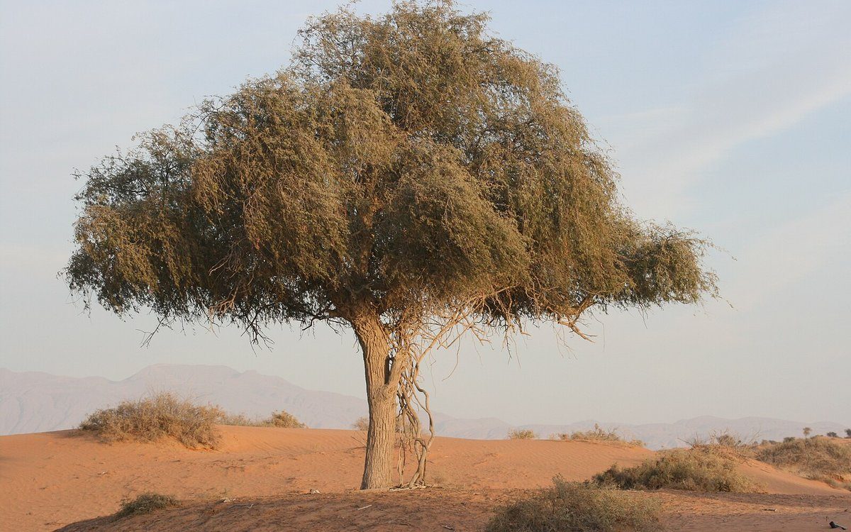 Un ghaf solitario sobre las dunas rojas del desierto de Ras Al Khaimah, el paisaje protegido de ghaf y dunas de la reserva de Al Wadi donde se encuentra el resort