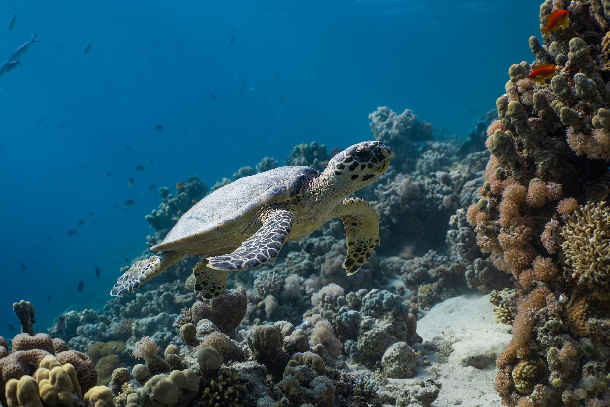 Una tortuga carey sobre un arrecife de coral en el Mar Rojo saudí