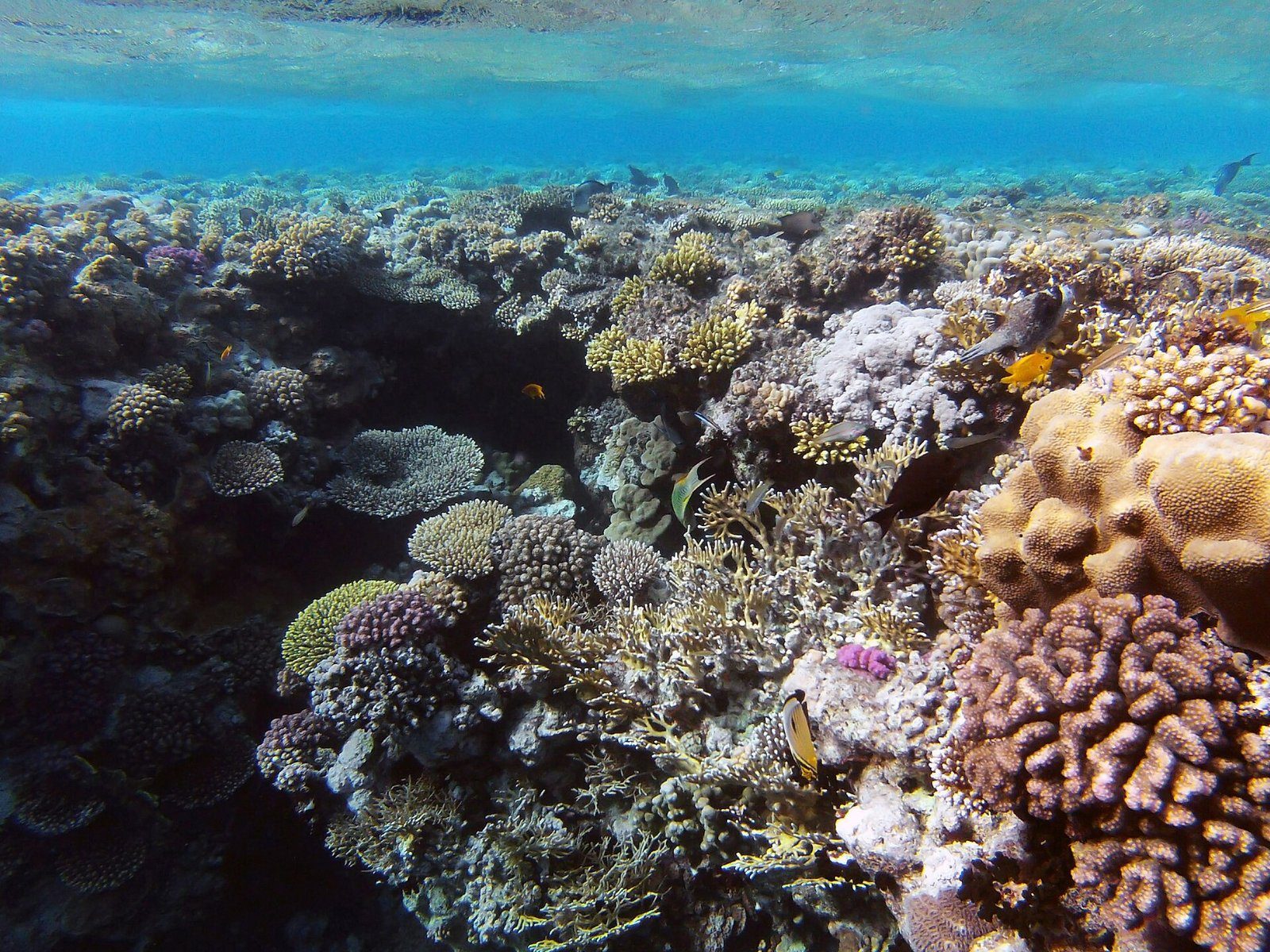 Corales duros vivos cubren un arrecife poco profundo en el Parque Nacional de Ras Mohammed, en el Mar Rojo, Egipto.