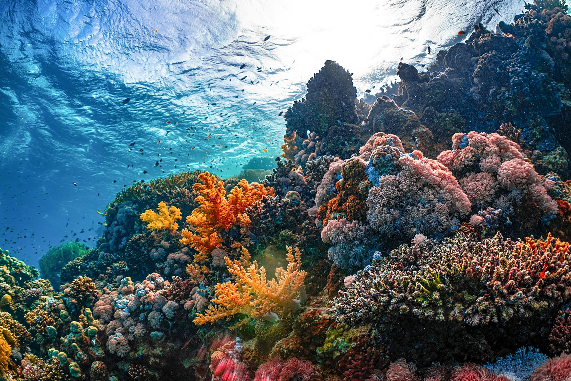 The coral reefs of the Red Sea